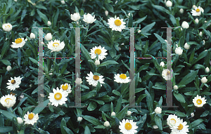 Picture of Helichrysum bracteatum 'Sundaze White'