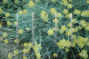 Picture of Helichrysum italicum 