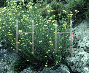 Picture of Helichrysum italicum 