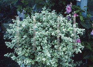 Picture of Helichrysum petiolare 'Variegatum'