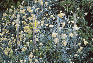 Picture of Helichrysum italicum ssp. serotinum 