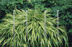 Picture of Hakonechloa macra 'Aureola'