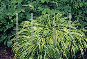 Picture of Hakonechloa macra 'Aureola'