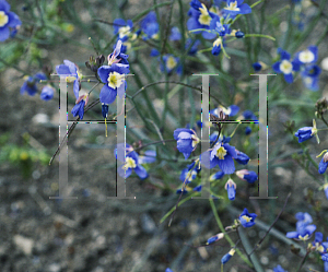 Picture of Heliophila longifolia 