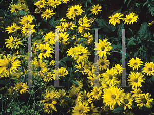 Picture of Heliopsis helianthoides ssp. scabra 'Ballet Dancer'