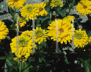 Picture of Heliopsis helianthoides ssp. scabra 'Gold Greenheart'