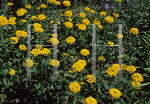 Picture of Heliopsis helianthoides ssp. scabra 'Golden Plume'