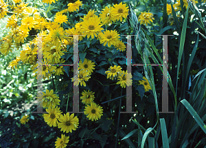 Picture of Heliopsis helianthoides ssp. scabra 'Jupiter'