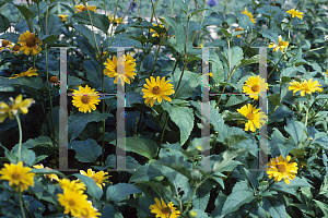 Picture of Heliopsis x 'Karat'