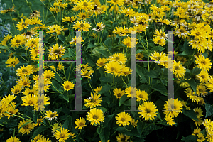 Picture of Heliopsis helianthoides 'Summer Sun'