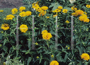 Picture of Heliopsis helianthoides 'Summer Gold'