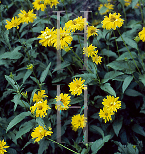 Picture of Heliopsis helianthoides 'Zinnaeflora'
