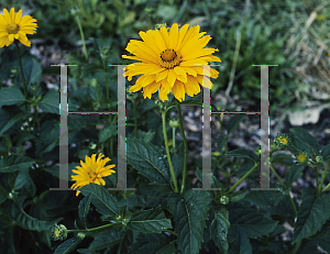 Picture of Heliopsis helianthoides 'Spitzentanzerin'