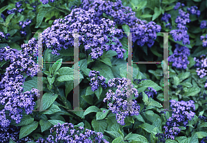 Picture of Heliotropium arborescens 'Marine Blue'