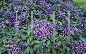 Picture of Heliotropium arborescens 