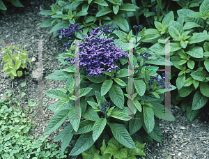 Picture of Heliotropium arborescens 'Mini Marine'