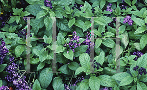 Picture of Heliotropium arborescens 