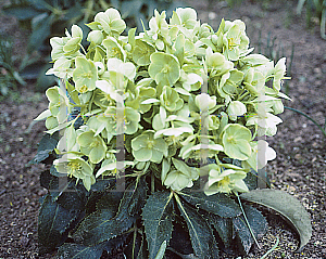 Picture of Helleborus argutifolius 