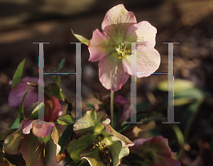 Picture of Helleborus atrorubens 