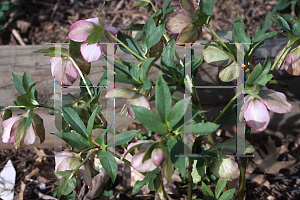 Picture of Helleborus atrorubens 