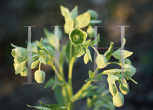 Picture of Helleborus foetidus 