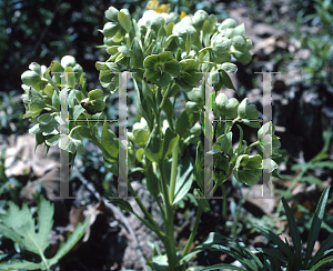 Picture of Helleborus foetidus 