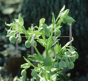 Picture of Helleborus foetidus 