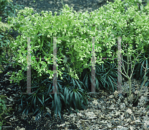 Picture of Helleborus foetidus 