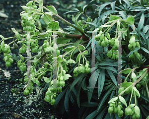 Picture of Helleborus foetidus 'Wesker Flisk'