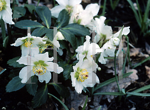 Picture of Helleborus niger 