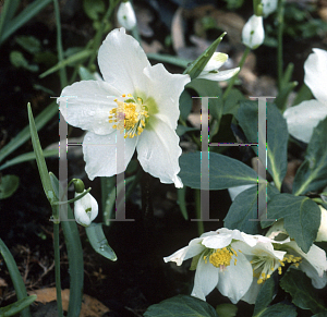 Picture of Helleborus niger 