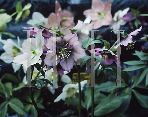 Picture of Helleborus niger 'Blackthorn Strain'