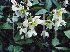 Picture of Helleborus x nigristern 