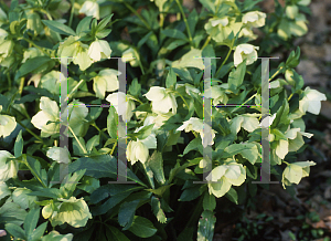 Picture of Helleborus orientalis 