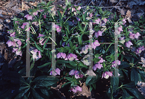 Picture of Helleborus orientalis 