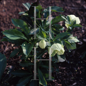 Picture of Helleborus orientalis 