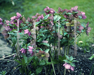 Picture of Helleborus orientalis 