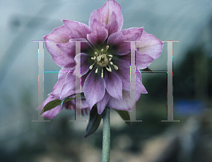 Picture of Helleborus orientalis 'Party Dress'