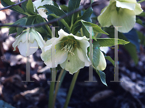 Picture of Helleborus orientalis 