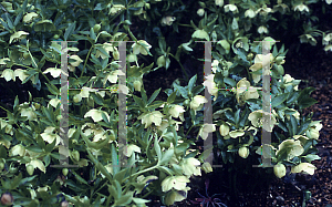 Picture of Helleborus orientalis 