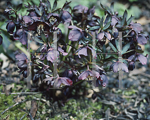Picture of Helleborus orientalis 'Dark Burgandy'