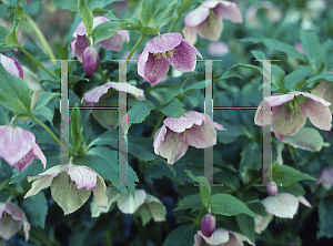 Picture of Helleborus orientalis 