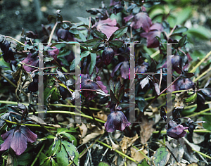 Picture of Helleborus orientalis 'Ballard's Black'