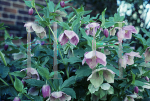 Picture of Helleborus orientalis 