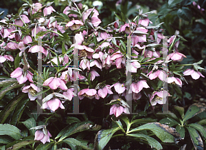 Picture of Helleborus orientalis 