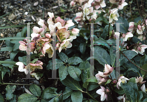 Picture of Helleborus x sternii 