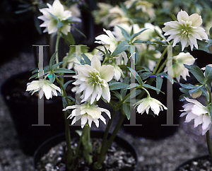 Picture of Helleborus torquatus 