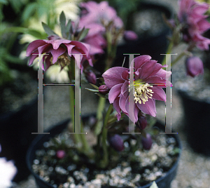 Picture of Helleborus torquatus 