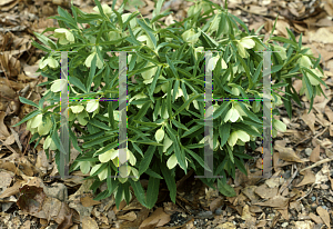 Picture of Helleborus viridis 