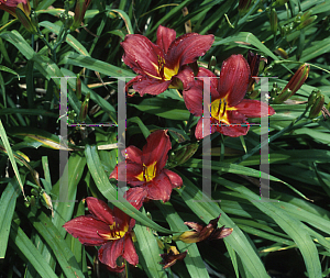 Picture of Hemerocallis  'Almadine'